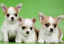 最「小心眼」的5種狗狗，吉娃娃：等下拿小本本記下來！-頭條楓林網