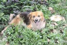 狗狗和主人走散，風雨中原地等待一年，終看到那個熟悉的身影！-頭條楓林網