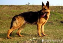 狗主們注意了！這5種狗狗已經列入「禁養」行列，土狗也有！-頭條楓林網