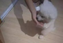 薩摩耶貪吃長太胖，牽著它想多走幾步路它就裝暈，這可怎麼減肥？-頭條楓林網