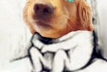 金毛生了窩小奶狗，主人自製『遛狗神器』引圍觀，路人：當代魯班-頭條楓林網