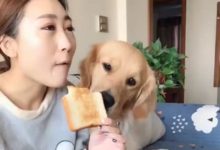 主人在吃麵包，不知不覺就被金毛套路了，網友：這毛孩子不簡單！-頭條楓林網