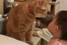 寶寶跟貓親吻，接著貓的動作令網友哭笑不得，寶寶：你咬我幹嘛？-頭條楓林網