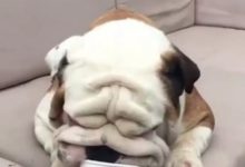 鬥牛犬胖的連眼睛都看不見了還吃冰激凌，網友：還以為是只假狗！-頭條楓林網