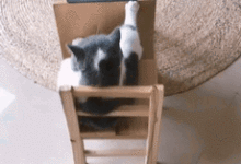 千萬不要隨便喂流浪貓-頭條楓林網