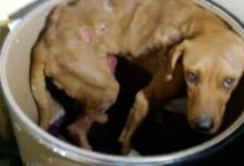 路邊廢棄桶傳來一陣怪響，男子走近一看，瞬間被「水泡狗」嚇懵！-頭條楓林網