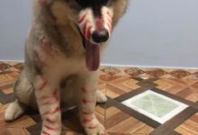 網友出去買菜，讓女兒和二哈在家，回來看到這一幕！-頭條楓林網