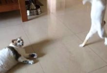 某網友家一隻貓突然這樣走路，另一隻貓咪直接看傻了-頭條楓林網