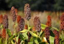 用來釀造茅臺鎮優質醬酒的高粱是什麼樣的？-頭條楓林網