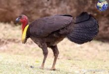 澳大利亞有一種叢冢雉，可以藉助自然的力量幫助自己孵卵-頭條楓林網