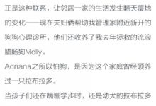 散步的意義：和狗狗一同成長！-頭條楓林網