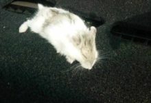 男子覺得自家倉鼠太臟，想給它洗個澡，洗著洗著出問題了-頭條楓林網