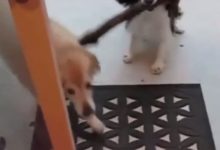 狗狗幫主人撿柴火，聽到門邊砰的一聲，主人回頭一看笑噴了！-頭條楓林網