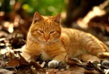 中華田園貓的品種可不止一種 你知道幾種中華田園貓呢？-頭條楓林網