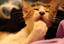 鏟屎官給貓咪清潔容易忽略的幾個部位以及清潔方法-頭條楓林網