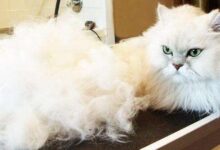 貓咪不正常的大量脫毛 貓咪耳朵後面掉毛該怎麼辦？-頭條楓林網