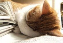 如何辨別貓咪是否發燒了 貓咪發燒了該怎麼辦？-頭條楓林網